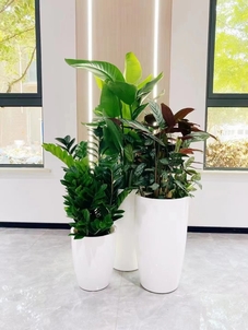 江北植物出租价格实惠